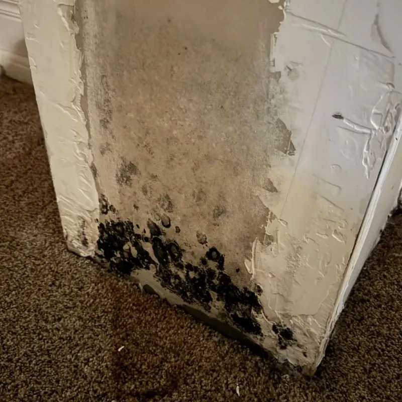 Professional Mold Removal in Dearborn, MI